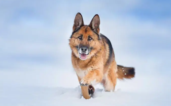德国牧羊犬关节炎怎么治疗好？狗狗关节炎怎么治疗最好最有效