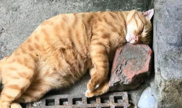 90岁的婆婆,喜欢抱着猫孙儿,这只14斤重的猫,脸皮不是一般厚 90岁的婆婆,喜欢抱着猫孙儿,这只14斤重的猫,脸皮不是一般厚