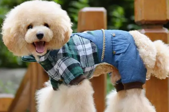 趣派宠物衣服怎么样 趣派宠物衣服怎么样