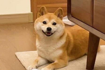 柴犬怎么选好狗粮 柴犬怎么选好狗粮