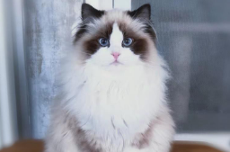 布偶猫不会叫怎么回事？布偶猫不会叫怎么办？
