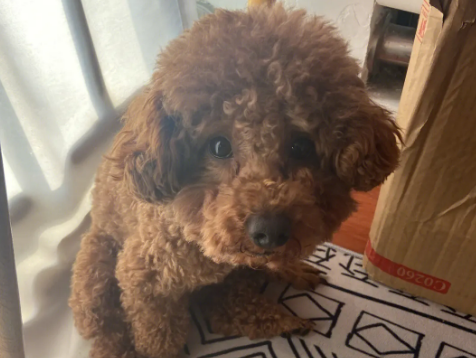 泰迪犬能吃西红柿吗为什么