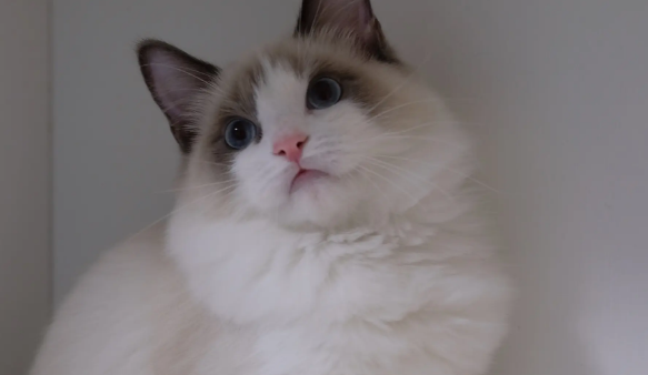 布偶猫拉肚子死了，布偶猫拉肚子居然这么严重！