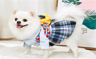 ic宠物服饰好不好
