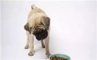 狗狗厌食不吃东西怎么办?
