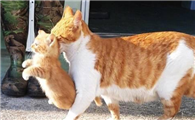 为什么猫咪追同类的猫
