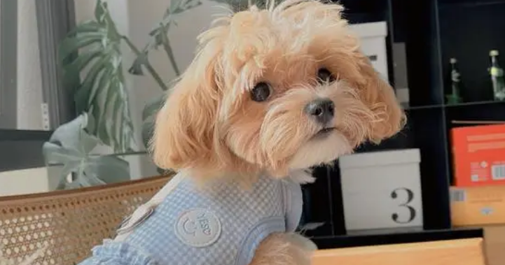 马尔泰犬有多可怕