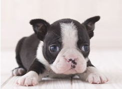 斗牛犬生病怎么办?斗牛犬拉肚子 斗牛犬生病怎么办?斗牛犬拉肚子
