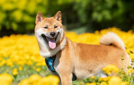 柴犬优缺点及适合人群 柴犬优缺点及适合人群