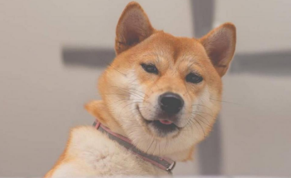柴犬幼崽怎么饲养 柴犬幼犬吃什么健康 柴犬幼崽怎么饲养 柴犬幼犬吃什么健康