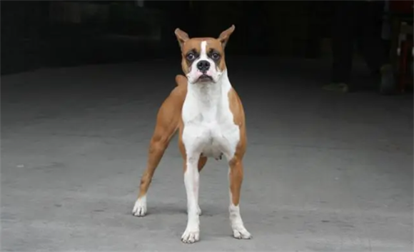 拳师犬打架怎么样呢
