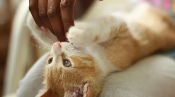 怀孕猫咪发烧了怎么办？猫咪怀孕了发烧会怎么样？