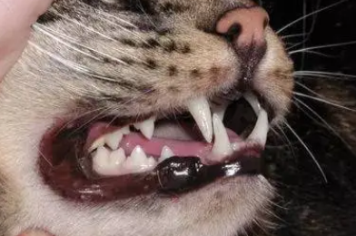 猫牙结石怎么办?怎么才能去除? 猫牙结石怎么办?怎么才能去除?