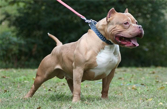 怎么训练比特犬听话 怎么训练比特犬听话