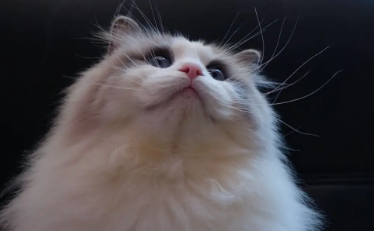 布偶猫公母都多大绝育 布偶猫绝育原来有这么多好处