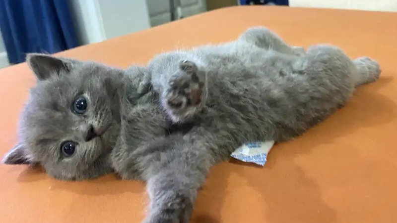 独一无二的蓝猫名字 独一无二的蓝猫名字