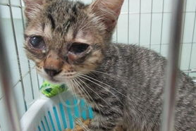猫上火眼睛睁不开怎么办? 猫上火眼睛睁不开怎么办?