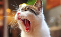 猫咪口炎怎么办?猫口炎怎么办呢?