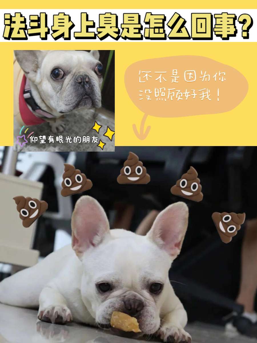 法斗犬身上臭是怎么回事？你家有同款吗？