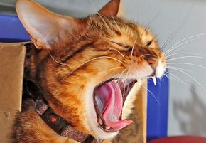 猫鼻支后遗症流鼻涕怎么办？