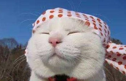 田园猫生病了怎么办?怎么治疗? 田园猫生病了怎么办?怎么治疗?