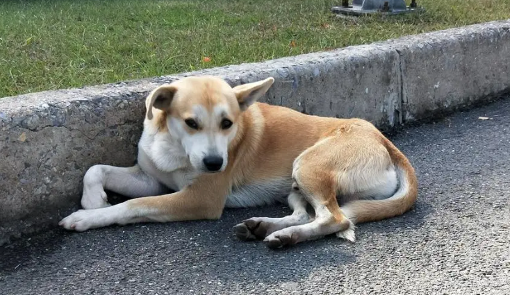 把我训练成狗