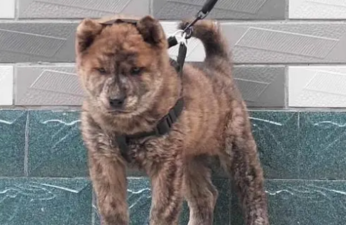 正宗虎斑犬图片 正宗虎斑犬图片