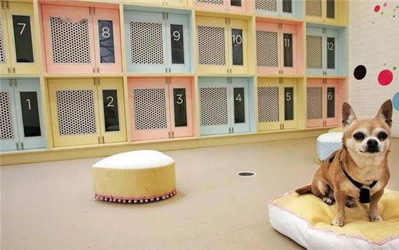 重庆哪里有犬舍 重庆哪里有犬舍