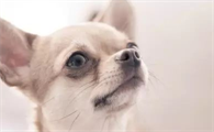吉娃娃眼睛平时应该怎么护理？眼疾该怎么治疗？