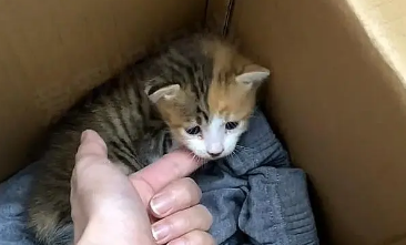 小猫被困路边积水中,濒死之际被她一把抱起:别怕,我带你回家 小猫被困路边积水中,濒死之际被她一把抱起:别怕,我带你回家