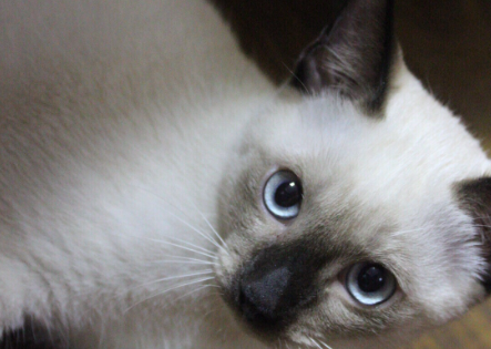 暹罗猫呕吐怎么回事?一般是有哪几种原因所致