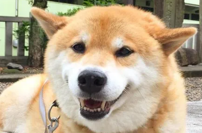柴犬智商和金毛对比，没想到柴犬居然是这个智商排名！