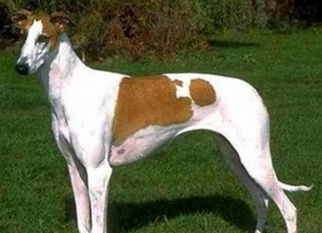 灵缇犬的喂养方式是什么? 灵缇犬的喂养方式是什么?