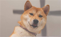 柴犬幼崽怎么饲养 柴犬幼犬吃什么健康