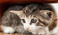 猫的应激反应会出现什么症状啊