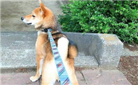 柴犬耳朵大怎么办？柴犬耳朵大原来是这个原因！