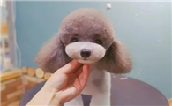 名匠宠物美容贵吗