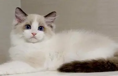 布偶猫不满背会遗传吗 布偶猫满背是什么意思