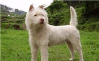 顶级下司犬的缺点和优点