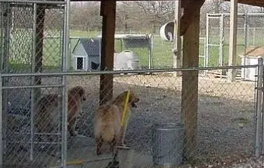 石家庄犬舍哪家好