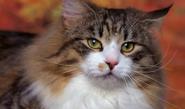 怎么训练挪威森林猫？