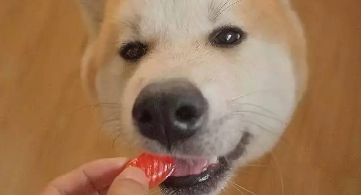 狗狗吃了糖怎么办？