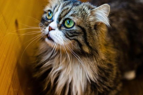 小猫为什么会踩奶我需要怎么办? 小猫为什么会踩奶我需要怎么办?