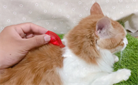 两个月猫咪驱虫怎么做