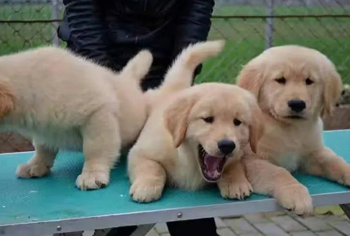 宁德犬舍在哪里