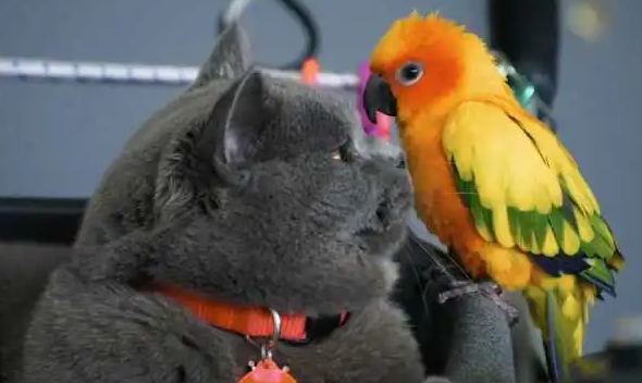 猫吃鹦鹉会连毛都吃了吗 猫吃鹦鹉会连毛都吃了吗