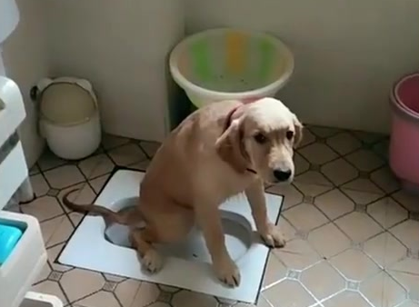 怎么训练金毛去厕所