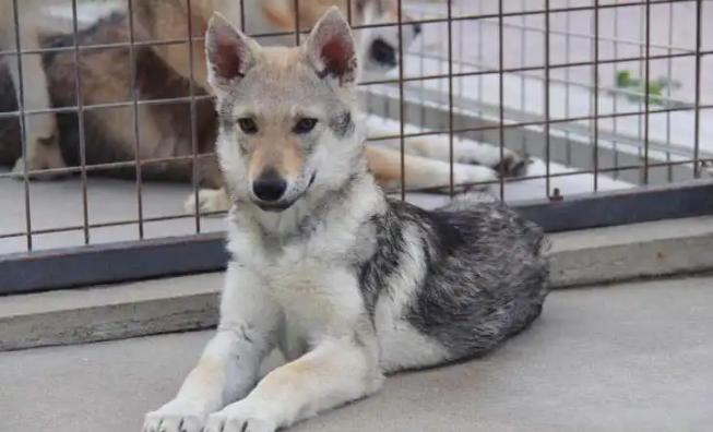 养捷克狼犬在中国判几年 养捷克狼犬在中国判几年