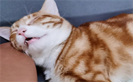 猫咪睡觉有哪些姿势呢