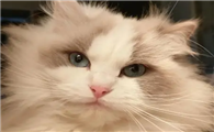 布偶猫几个月换牙？布偶猫换牙要注意这些事项！